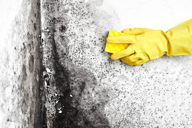 Best Certified Mold Removal  in Callahan, FL