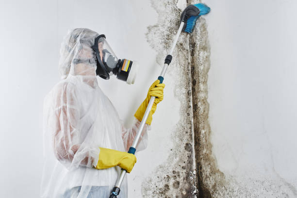 Best Attic Mold Removal  in Callahan, FL