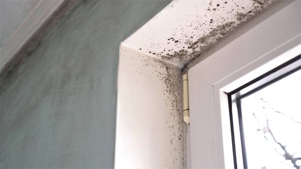 Best Professional Mold Removal  in Callahan, FL