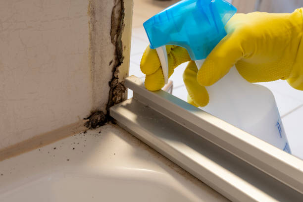 Professional Mold Removal in Callahan, FL