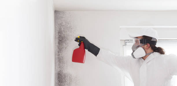 Best Mold Damage Repair  in Callahan, FL