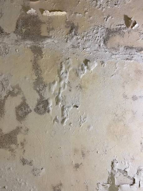 Certified Mold Removal in Callahan, FL