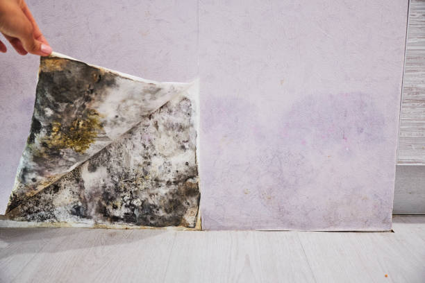 Best Residential Mold Removal  in Callahan, FL
